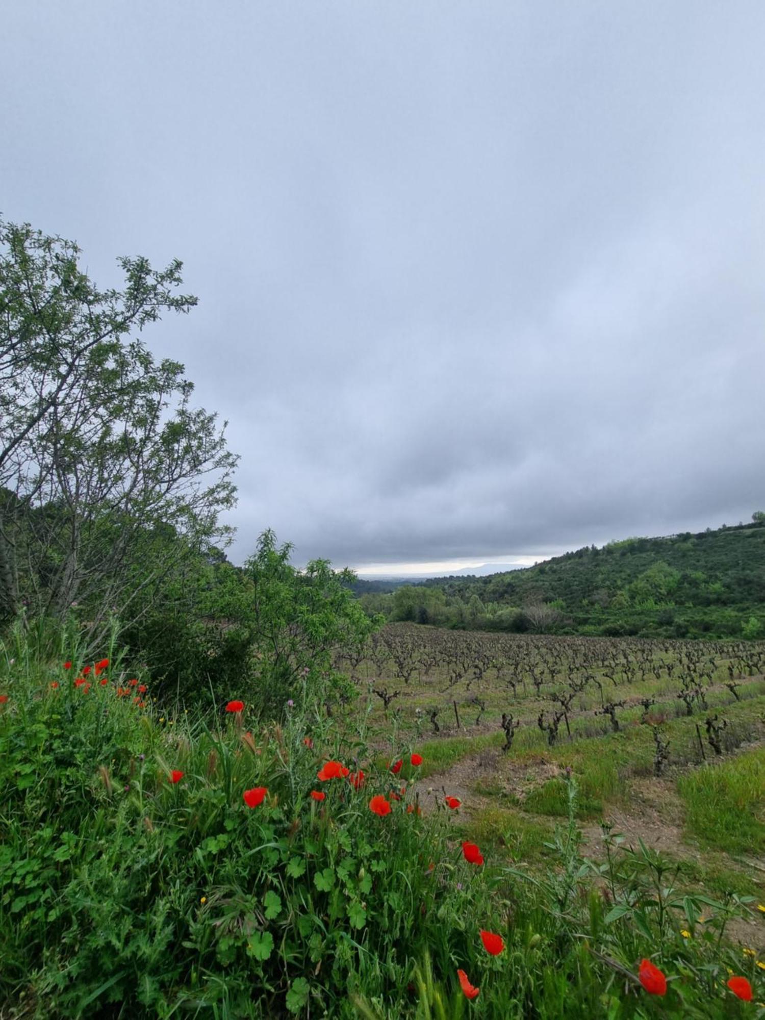 Maison De Charme Caunes-Minervois Quarto foto